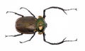 Long-armed scarab ( male)